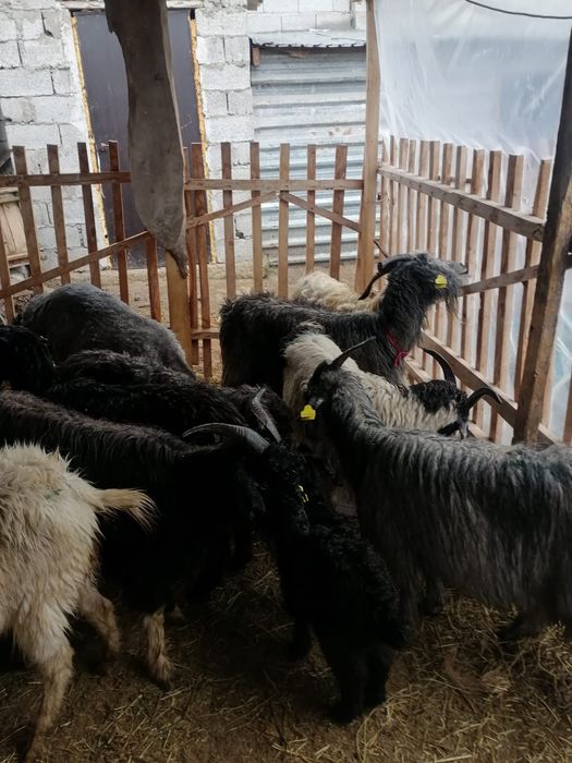 Лакты ешкилер...