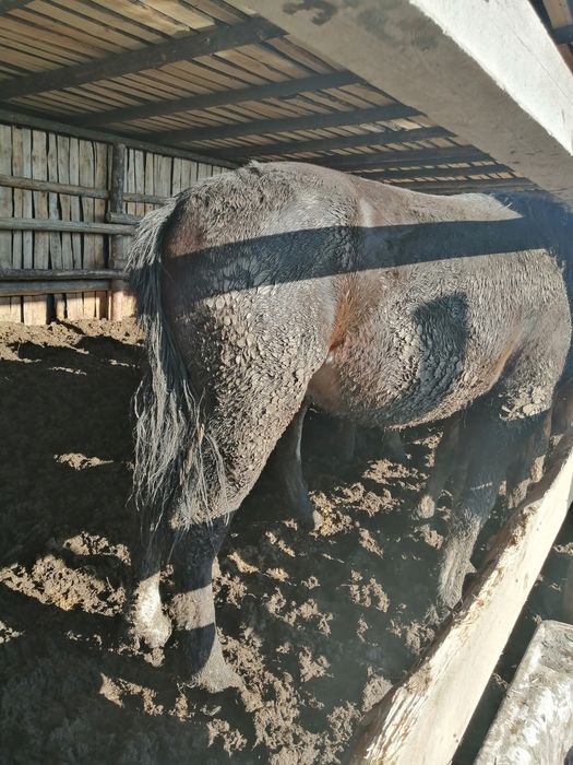 Продам құнан 12голов стоят на откорме.