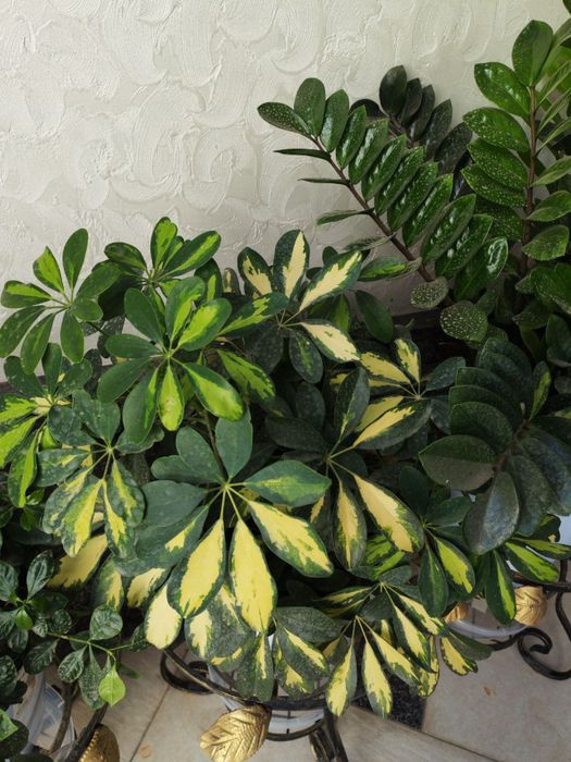 Gullar sotiladi. Hammasi sog’lom.