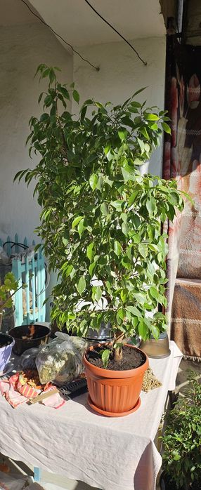 Продам фикус бенджамина очень большой красивый