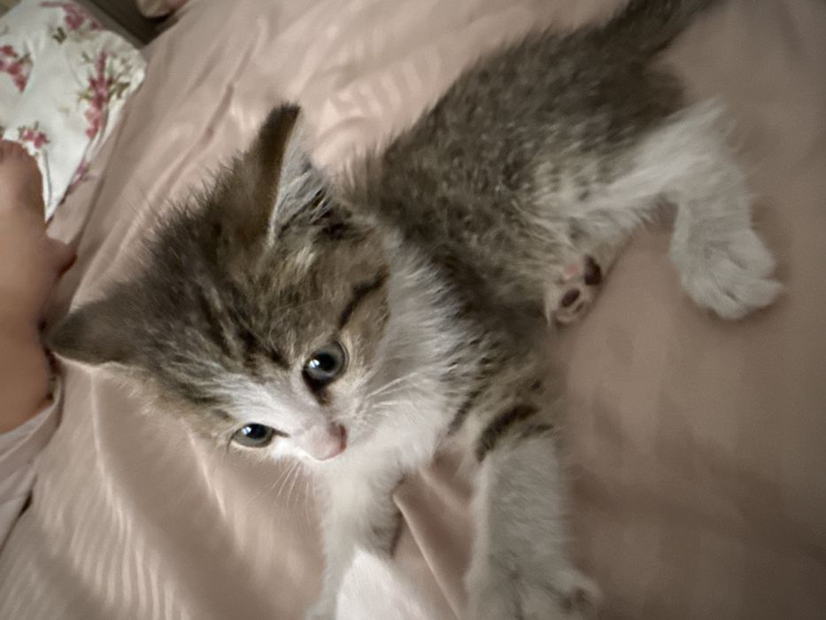 котенок мальчик
