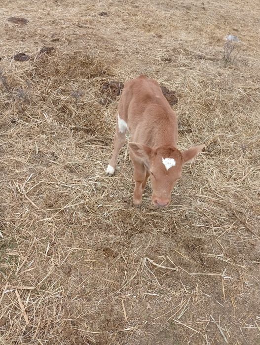 Vitea baltata 10 zile