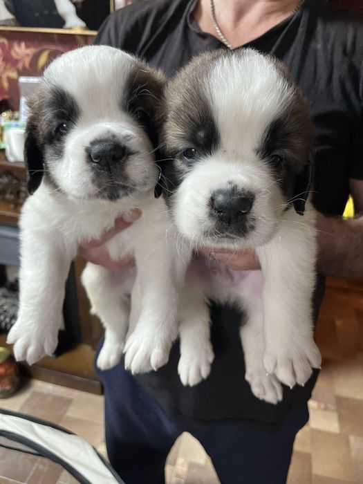 Щенки сенбернара