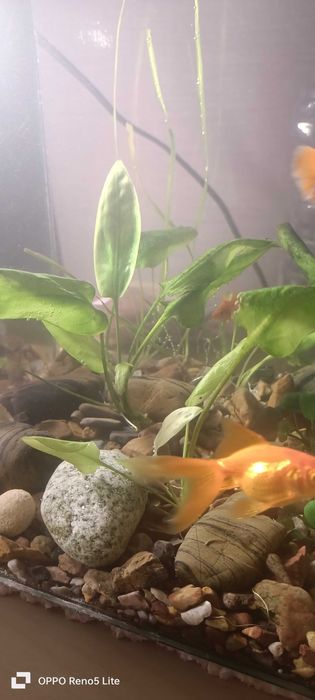 Продам растения для аквариума