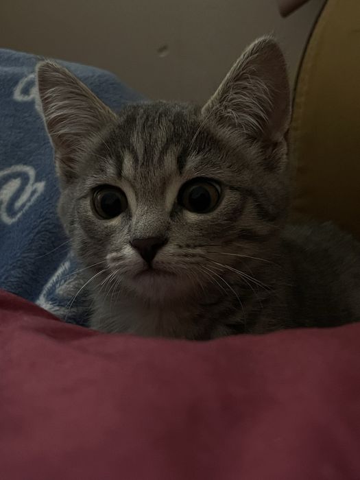 Котенок 4 месяца