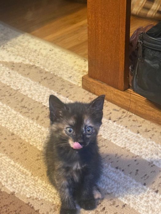 Отдам котенка в добрые руки!