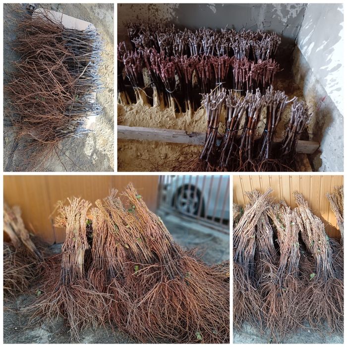 Butași vita de vie altoita