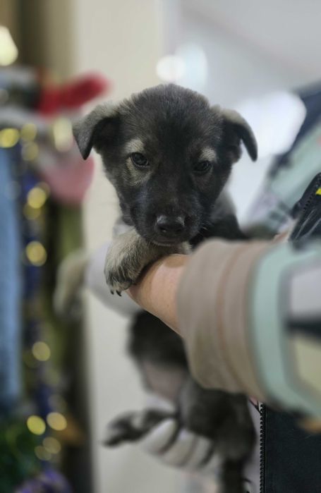 Щенок, мальчик, 2 месяца