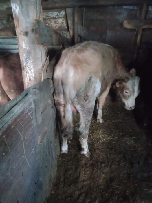 Продам бычков на откорме