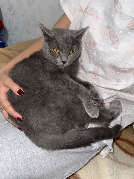 British shorthair sotiladi Samarqand shahar