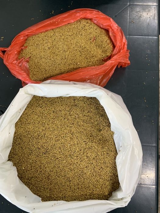 Graunti de pus in pământ arpagic și Lucerna