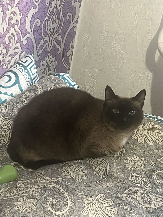 Передержка кошки и котов