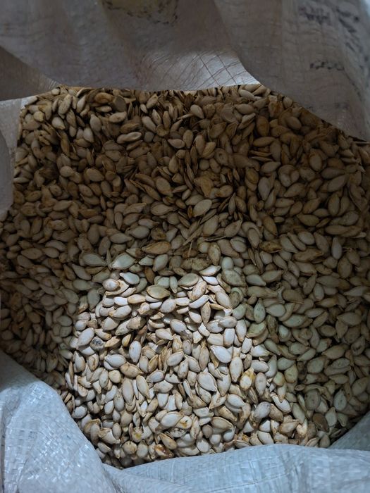 Muskat va gantel oshqovoq urug'lari sotiladi (kafolati bilan)