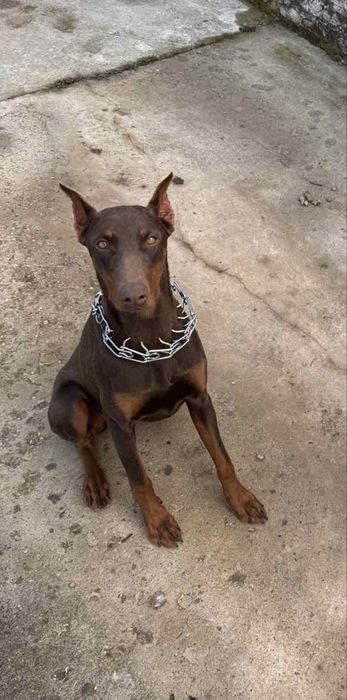 Доберман женски.