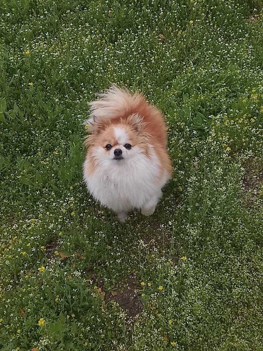 Продается Шпиц девочка