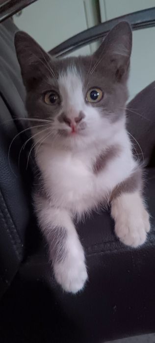 Котята бесплатно