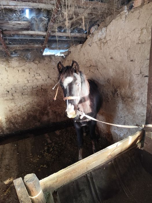 Еркек таи сатылады