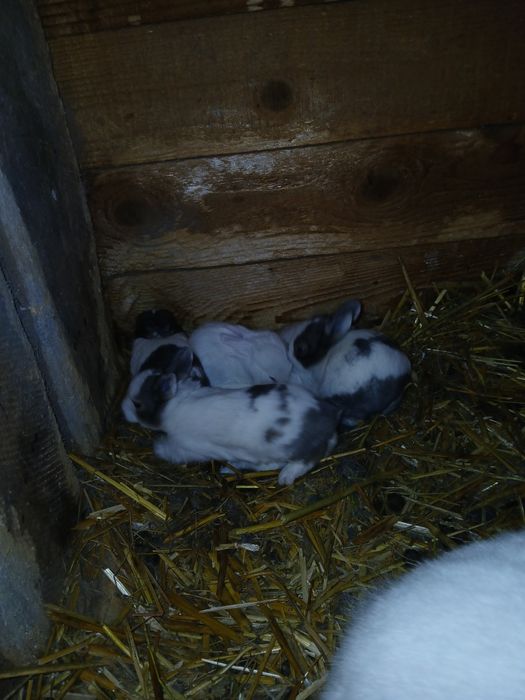 Iepuroaica +iepurasi rex pitic