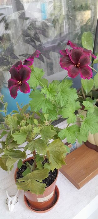 Цветы Щучий хвост