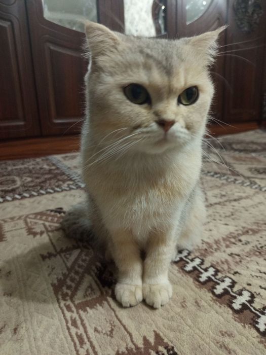 Mushu sotiladi qiz