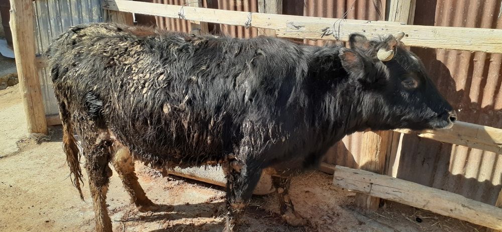 Бордақы бұқа қашарлар