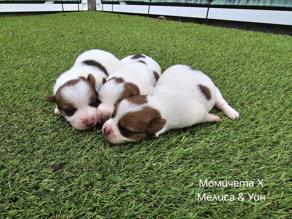 Джак Ръсел, родословие