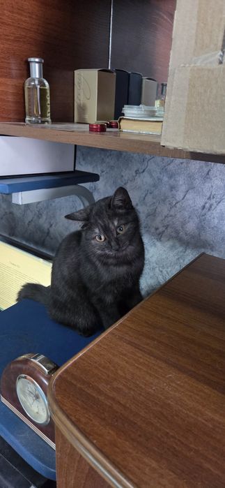 Отдам в добрые руки