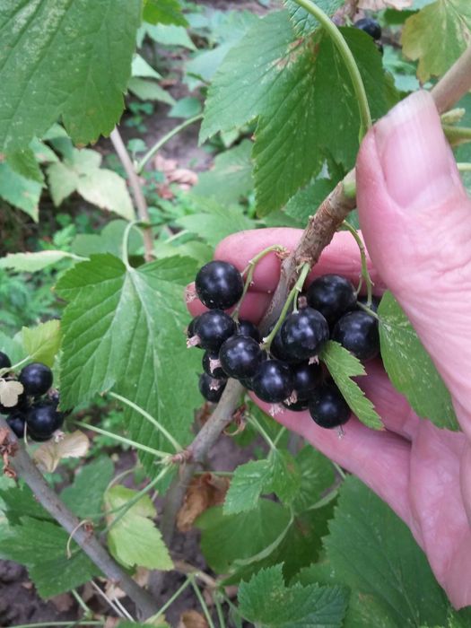 Рассада черной смородины, малины