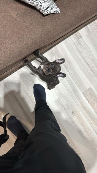 Vand bulldog francez blue - femelă