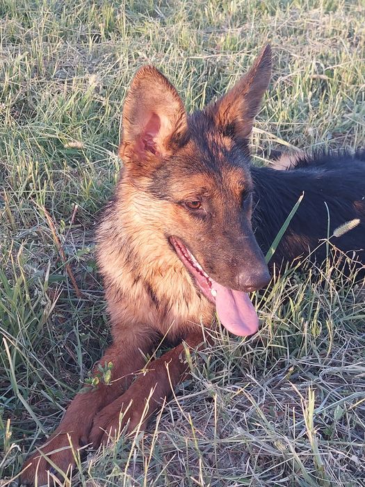 Прадаю собаку в надёжные руки