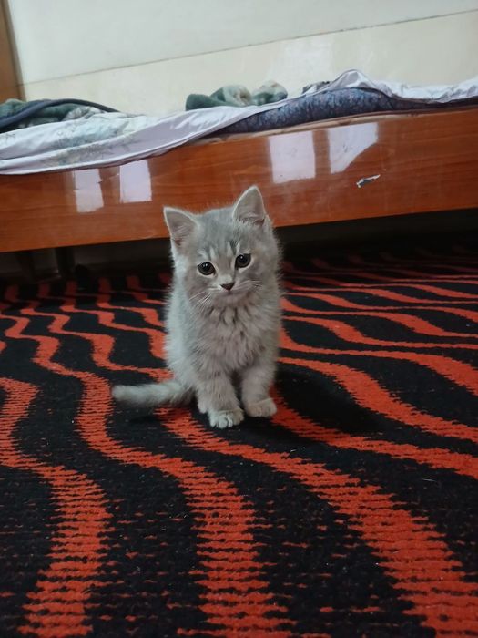 Mushukcha  britanskiy