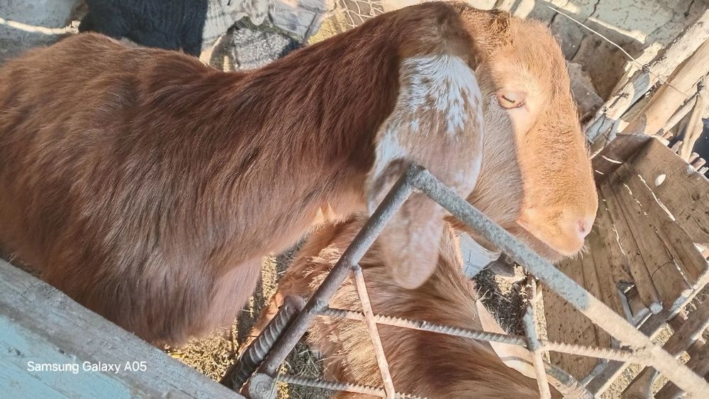 Avgʻon echkisi echki bogʻoz takasi ham bor avgʻon taka