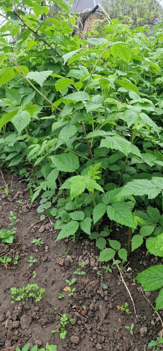 Саженцы малины ремотантной