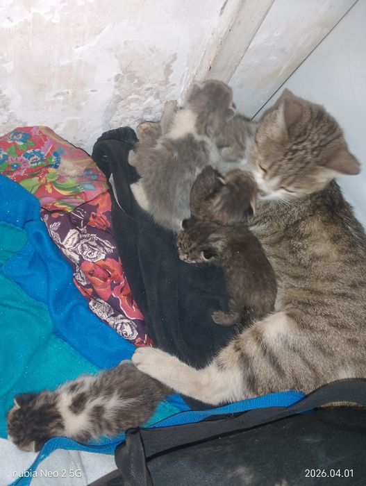 Кошка с котятами