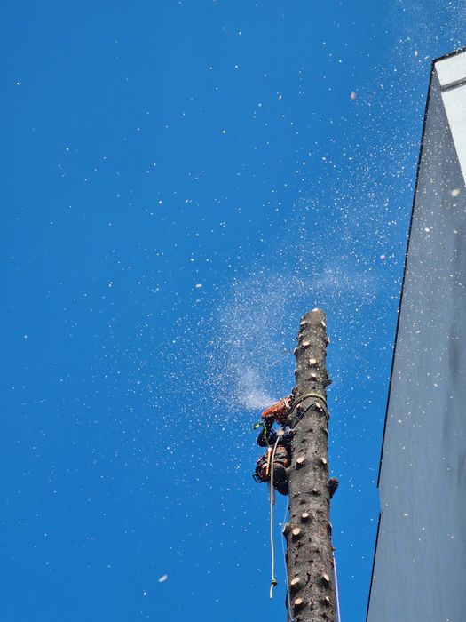 Toaletare arbori / Taieri copaci - firma arborist certificat ISA–Cluj