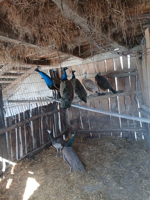 Vând păuni umăr negru și standard