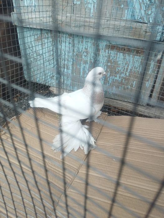 Продам самца племенной