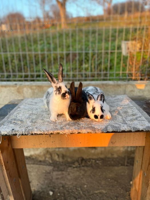 Iepurasi de vanzare !