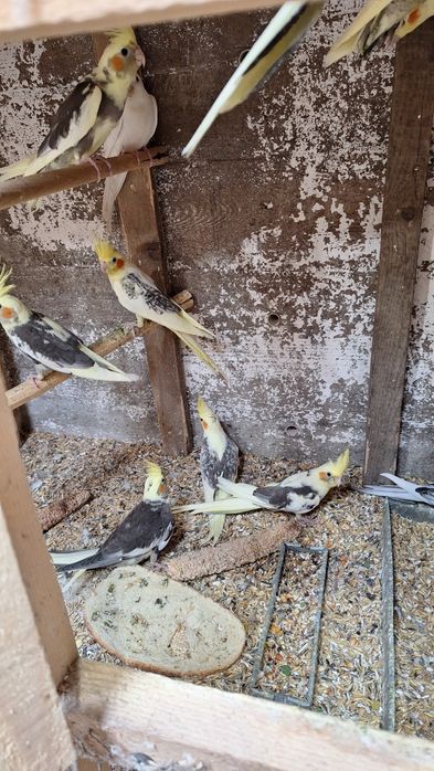 Vand ninfe , perusi semi standard