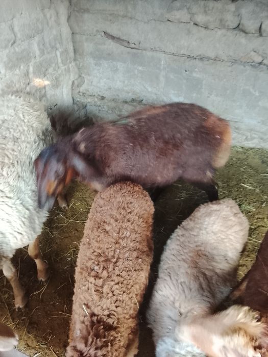 Продам баранов .