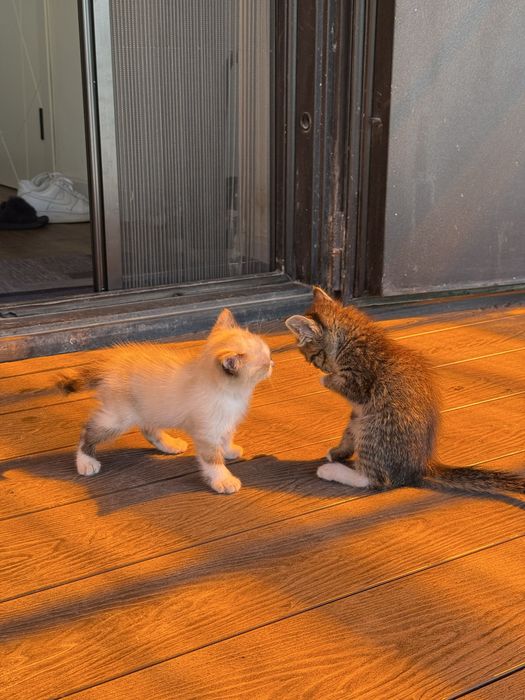 Отдам котят только в добрые руки !