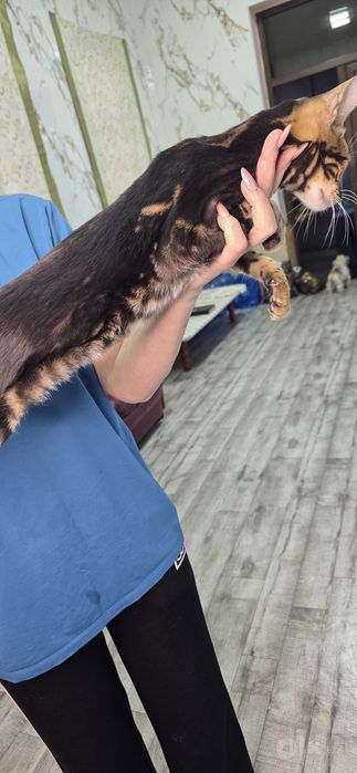 Бенгальский кот чисто кровный