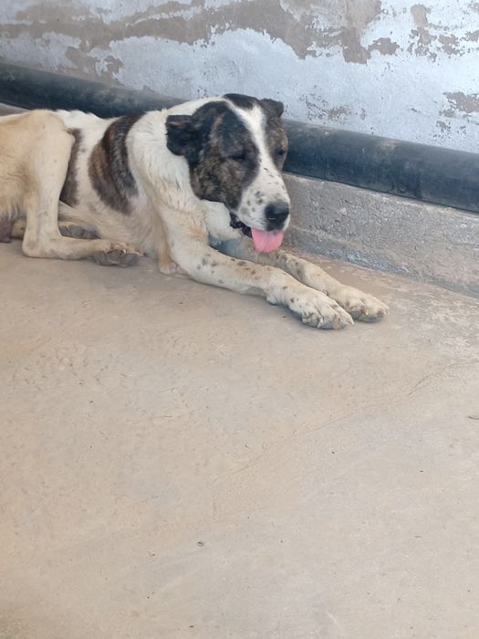 Urg'ochi alabay sotiladi Surxandaryo Termiz