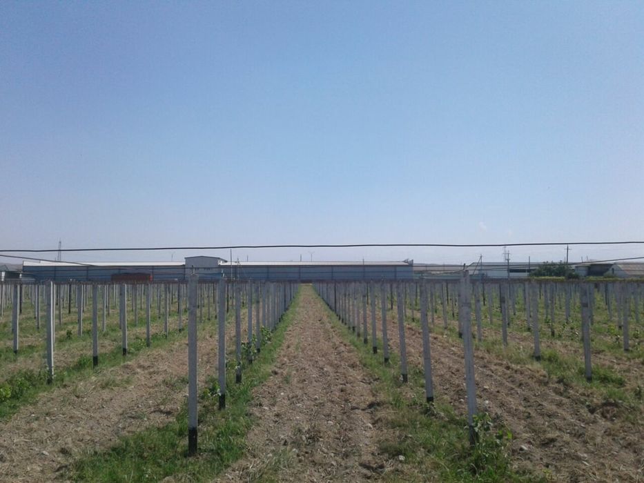 Шпалер узум ток учун