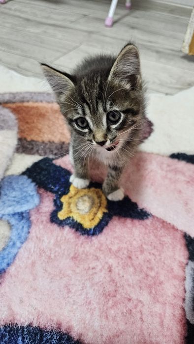 Отдам котят 1.5 месяца