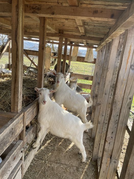 Vând capra+țap Saanen – blânde și bine întreținute