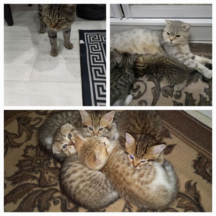Отдам котят в добрые руки