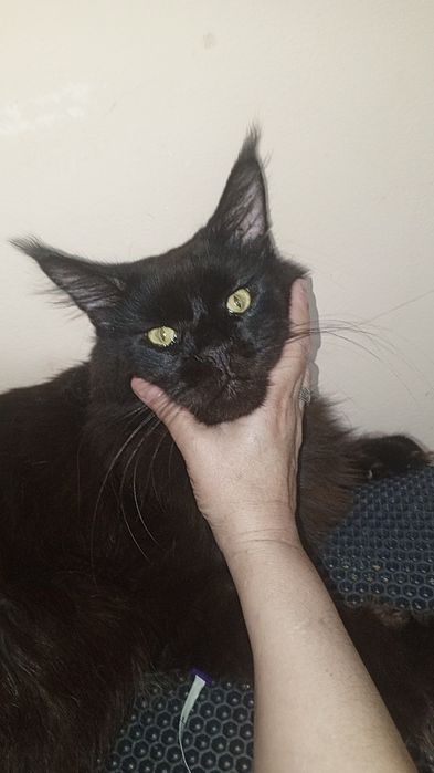 Продаётся Мейн-кун Чёрный Бриллиант в Разведение!