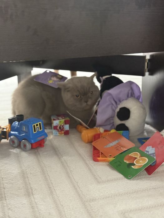 Отдам кота в очень хорошие  руки ! Не царапает не кусает ,добрый при