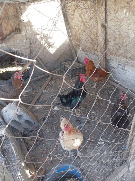 Продам кур и цеплят